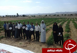 اجرای برنامه آموزشی مدرسه در مزرعه سایت گوجه فرنگی